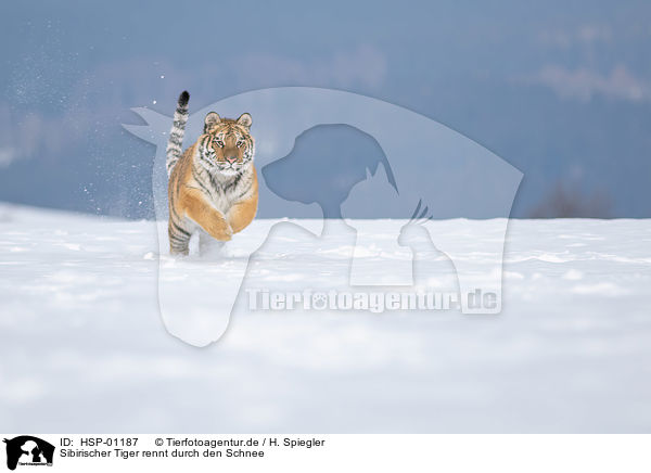 Sibirischer Tiger rennt durch den Schnee / HSP-01187