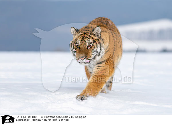 Sibirischer Tiger luft durch den Schnee / HSP-01189