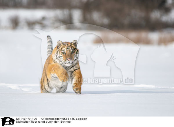 Sibirischer Tiger rennt durch den Schnee / HSP-01190