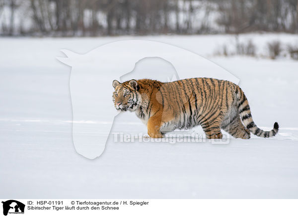 Sibirischer Tiger luft durch den Schnee / HSP-01191