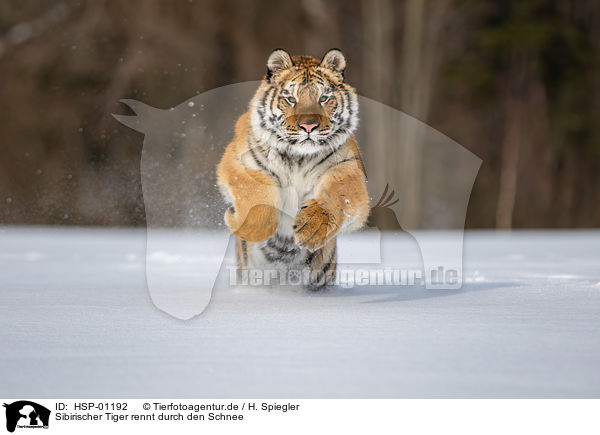 Sibirischer Tiger rennt durch den Schnee / HSP-01192