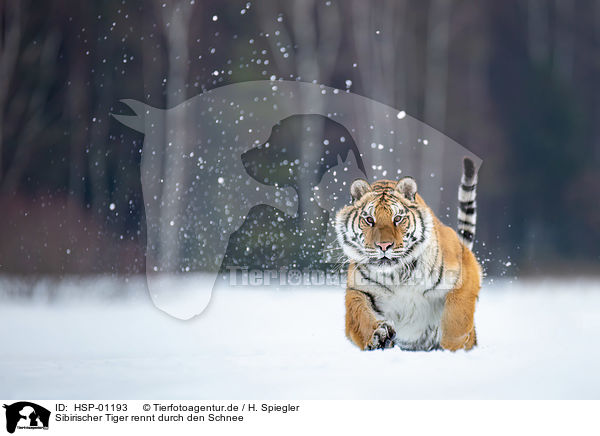 Sibirischer Tiger rennt durch den Schnee / HSP-01193