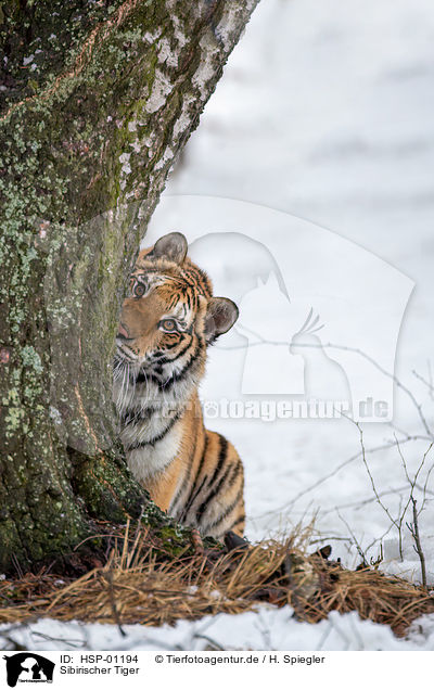 Sibirischer Tiger / HSP-01194