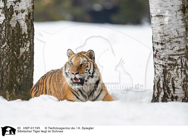 Sibirischer Tiger liegt im Schnee / HSP-01195