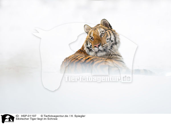 Sibirischer Tiger liegt im Schnee / HSP-01197