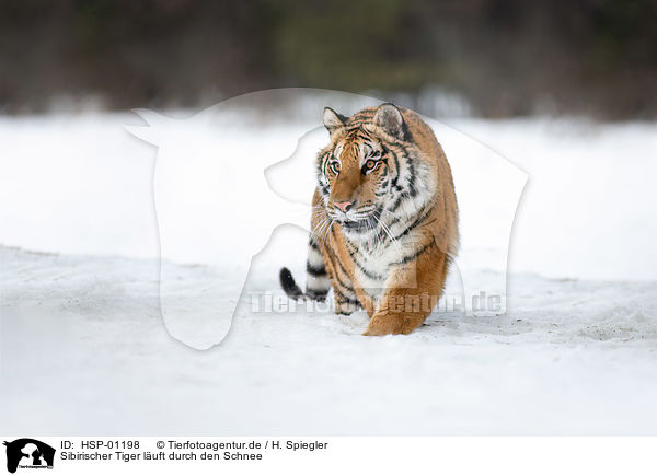 Sibirischer Tiger luft durch den Schnee / HSP-01198
