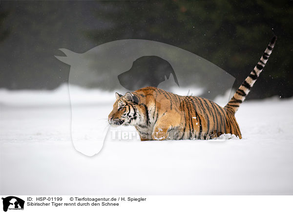 Sibirischer Tiger rennt durch den Schnee / HSP-01199