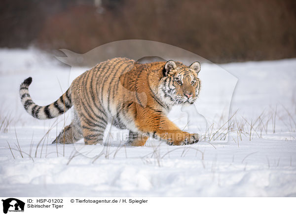 Sibirischer Tiger / HSP-01202