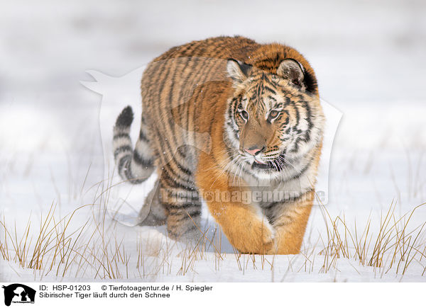 Sibirischer Tiger luft durch den Schnee / HSP-01203