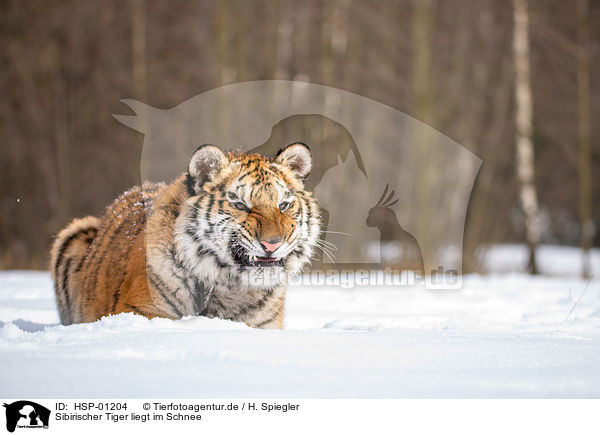 Sibirischer Tiger liegt im Schnee / HSP-01204