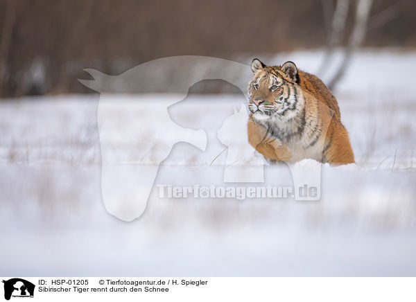 Sibirischer Tiger rennt durch den Schnee / Siberian tiger walks through the snow / HSP-01205