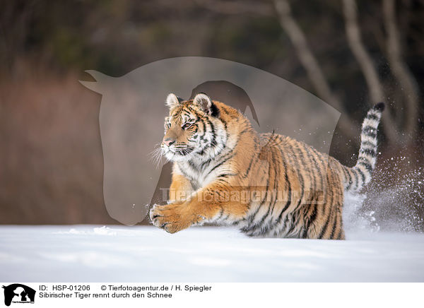 Sibirischer Tiger rennt durch den Schnee / Siberian tiger walks through the snow / HSP-01206