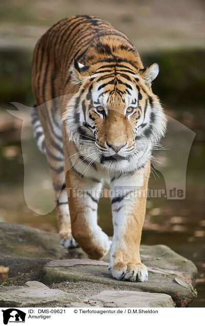 Amurtiger / Siberian tiger / DMS-09621