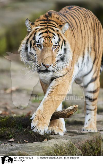 Amurtiger / Siberian tiger / DMS-09623