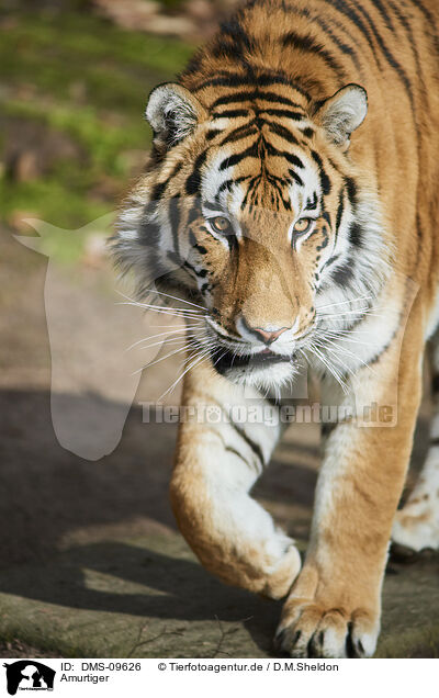 Amurtiger / Siberian tiger / DMS-09626