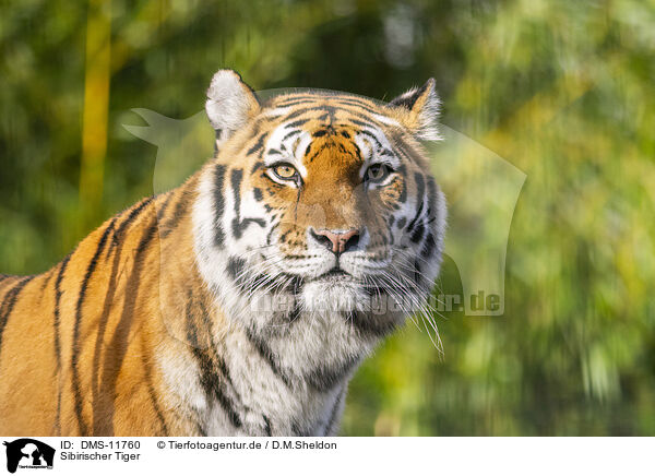 Sibirischer Tiger / Amur Tiger / DMS-11760