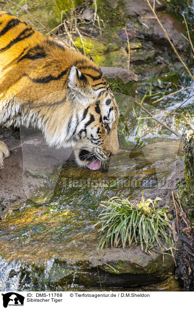 Sibirischer Tiger / Amur Tiger / DMS-11768