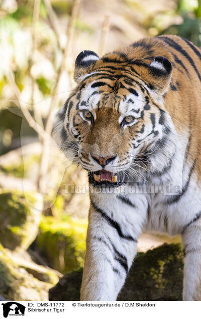Sibirischer Tiger / Amur Tiger / DMS-11772