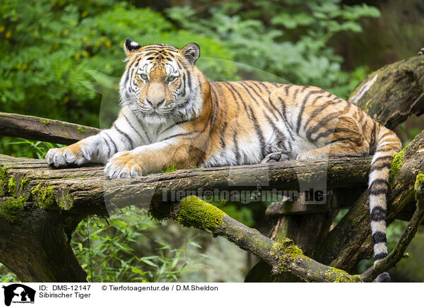 Sibirischer Tiger / Siberian tiger / DMS-12147