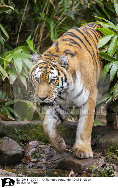 Sibirischer Tiger / Amur Tiger / DMS-13901
