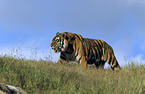 Sibirischer Tiger