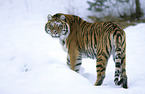 Amurtiger