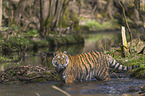 Amurtiger im Wasser