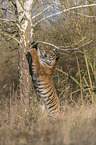 Amurtiger