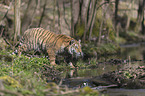 Amurtiger im Wasser