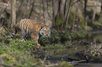 Amurtiger im Wasser