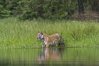 Amurtiger im Wasser