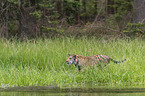 Amurtiger im Wasser