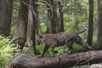 Amurtiger