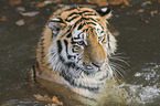 Amurtiger