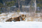 Sibirischer Tiger liegt im Schnee