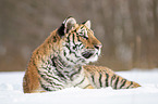 Sibirischer Tiger liegt im Schnee