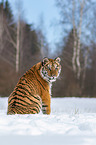 Sibirischer Tiger sitzt im Schnee