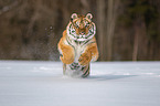 Sibirischer Tiger rennt durch den Schnee