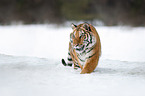 Sibirischer Tiger läuft durch den Schnee