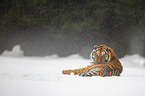 Sibirischer Tiger liegt im Schnee