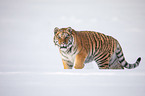Sibirischer Tiger läuft durch den Schnee
