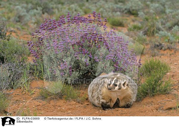 Silberdachs / American badger / FLPA-03669