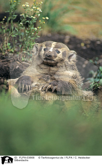 Silberdachs / American badger / FLPA-03668