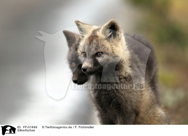 Silberfchse / silver foxes / FF-01848