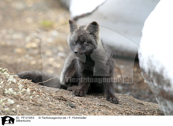 Silberfuchs / FF-01853