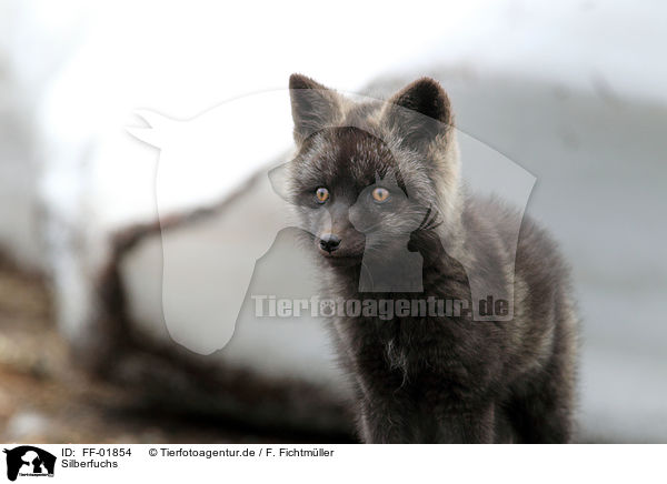 Silberfuchs / silver fox / FF-01854