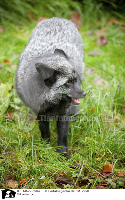 Silberfuchs / MAZ-05964
