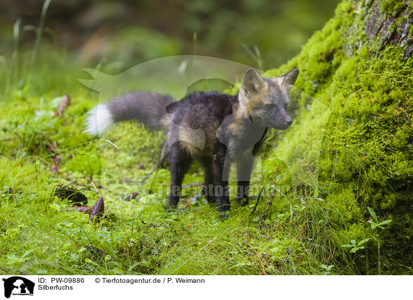 Silberfuchs / silver fox / PW-09886