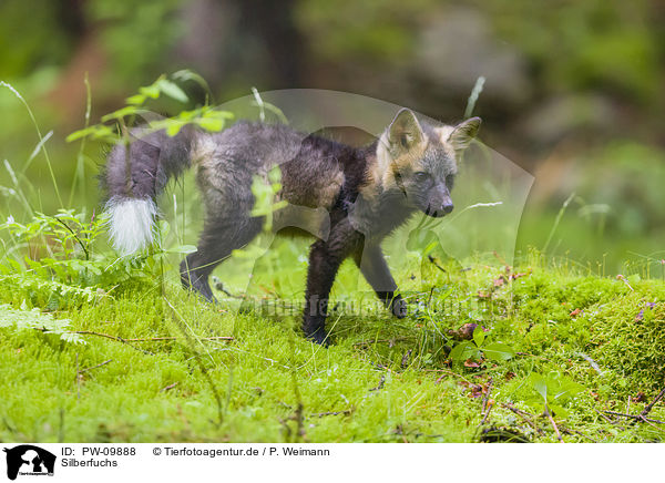 Silberfuchs / silver fox / PW-09888