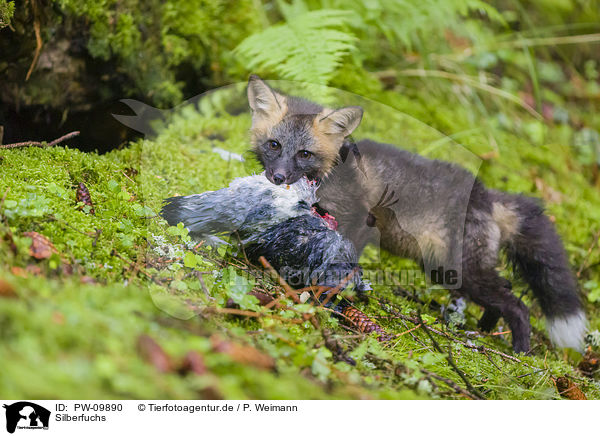 Silberfuchs / silver fox / PW-09890